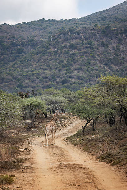 istock Giraffe Walking Along Dirt Road in Bushveld 2211140465