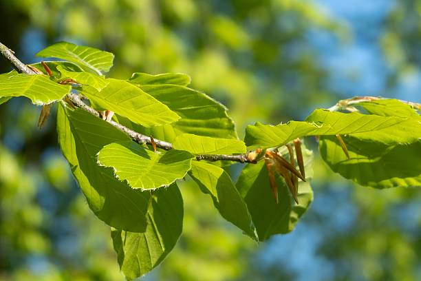 istock Fresh green beech leaves growing on branch in spring 2211140745