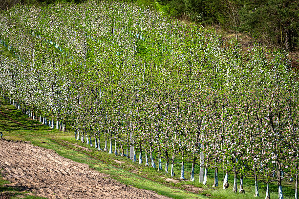 Flowering trees in an orchard. Apple fruit tree, Malus domestica