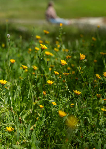 Madrid. Spain. Blooming marigold flowers fill a green grass meadow, creating a vibrant and cheerful atmosphere that celebrates the beauty of nature in spring and summer. In the background, a blurred woman sits in the meadow, quietly taking in the peaceful scenery.