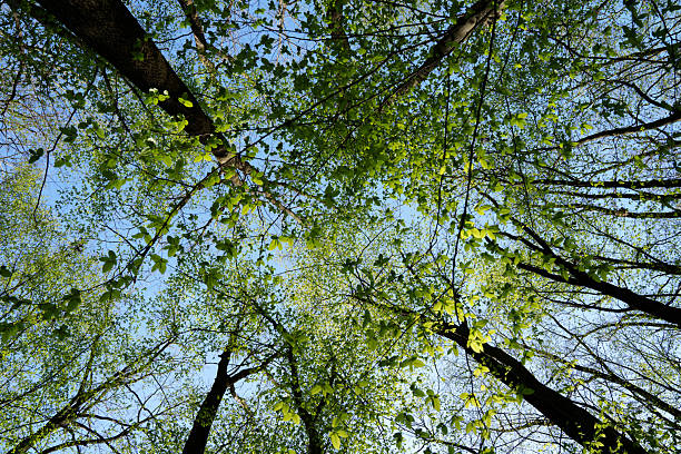 autumnal forest