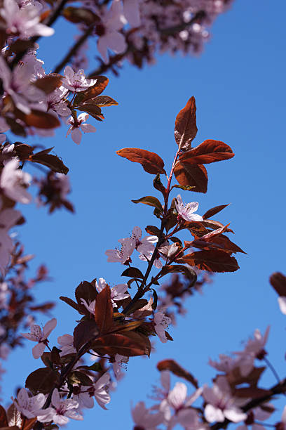 istock Low angle view, plum blossoms in spring. Blue clear sky. 2211147255