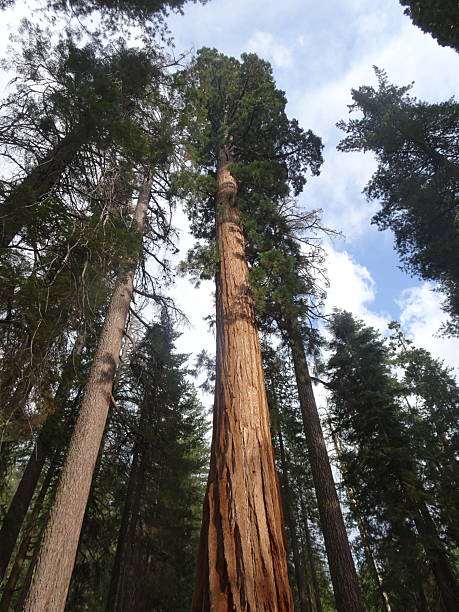 istock Giant Sequoia National Park USA 2211148845
