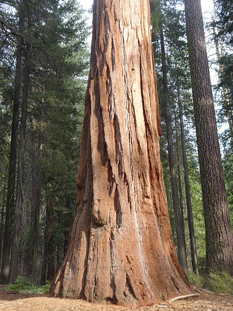 istock Giant Sequoia National Park USA 2211148916