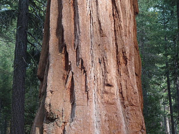 istock Giant Sequoia National Park USA 2211149823