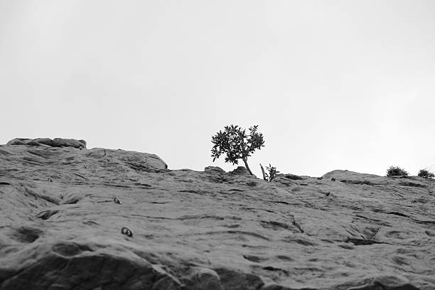 view of haloxylon tree next to a dried-up streambed in Altyn Emel National Park, Kazakhstan. Monochrome photo