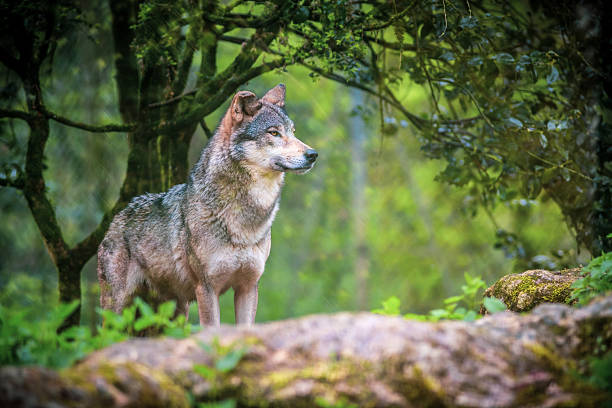 istock Curious gray wolf on the prowl in the forest 2211150212