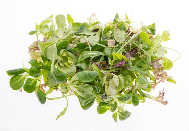 Brassica rapa subsp. narinosa