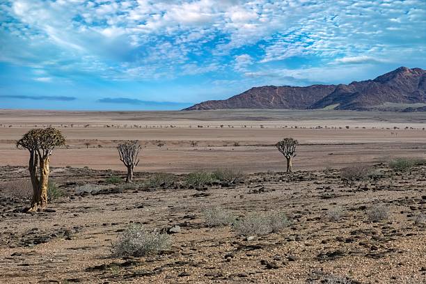 Lone quiver tree in Namibia's savannah, set against an open African landscape.