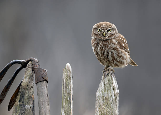 Eurasian pygmy owl in natural habitat