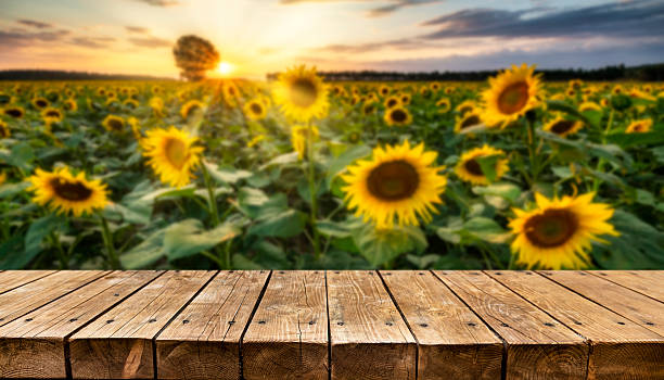 istock Empty old wooden table with sunset at sunflowers field in background 2211154347