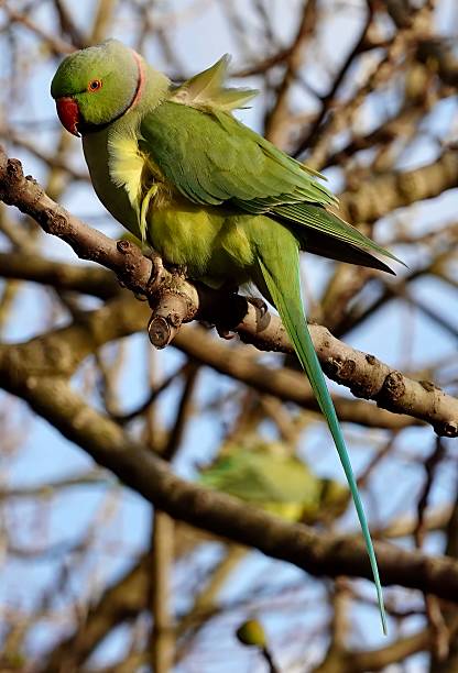istock A rose-ringed parakeet, psittacula krameri, also known as a ring-necked parakeet, perching in a tree in a London park. 2211155599