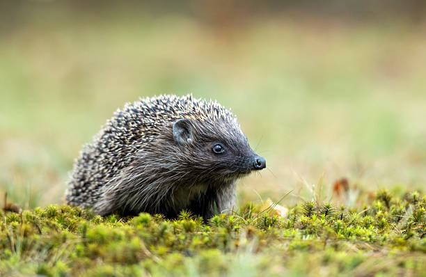 istock Cute hedgehog in the forest 2211155724