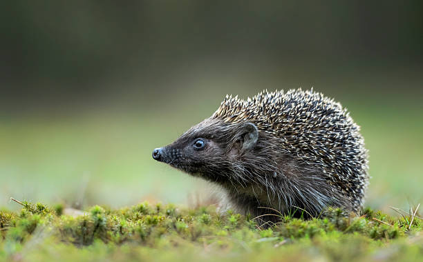 istock Cute hedgehog in the grass 2211155911