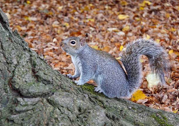 A grey squirrel perched on a tree trunk in woodland and looking up on an autumn day.