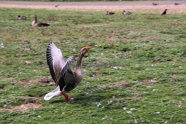 goose, duck