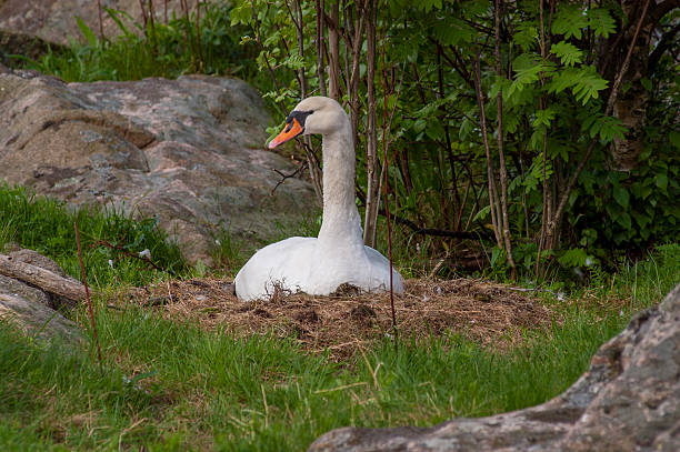 istock mute swan nesting in a tranquil natural environment.. 2211156308