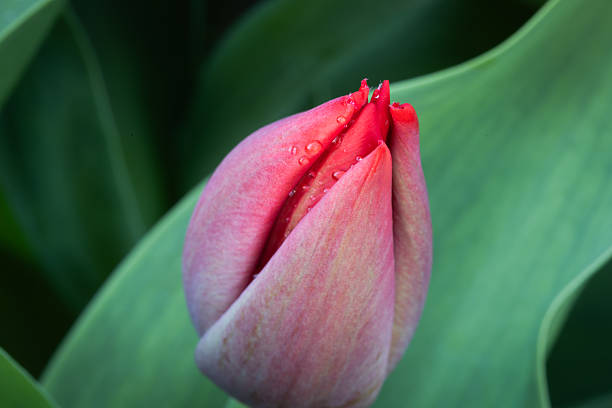 Close-up of red and white tulip with raindrops on petals blooming in spring garden against blurred yellow flowers background.