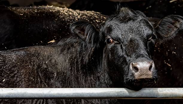 istock Mama Cow Looking Over Fence. 2211160214