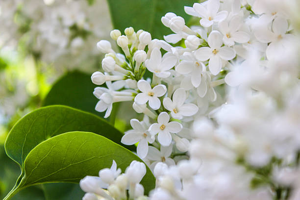 istock White lilac flowers macro background 2211160261