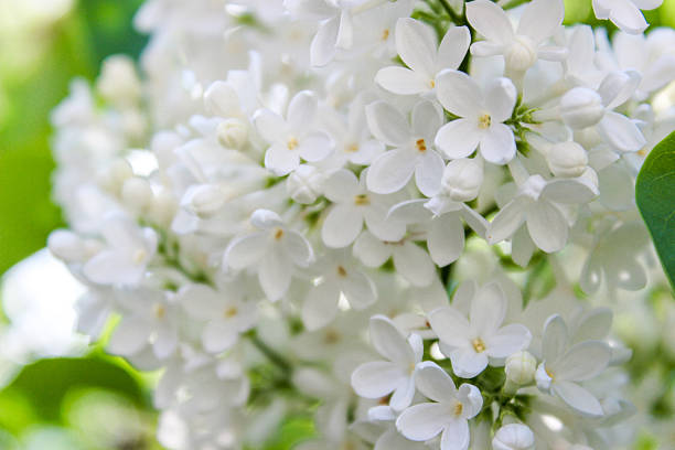 istock White lilac flowers macro background 2211160281