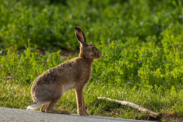 A portrait of the European hare (Lepus europaeus) on a green summer field in Uppland, Sweden