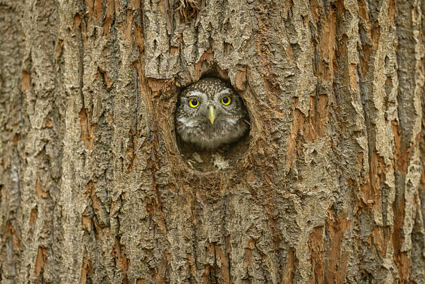 istock Female Eurasian pygmy owl (Glaucidium passerinum) 2211163986