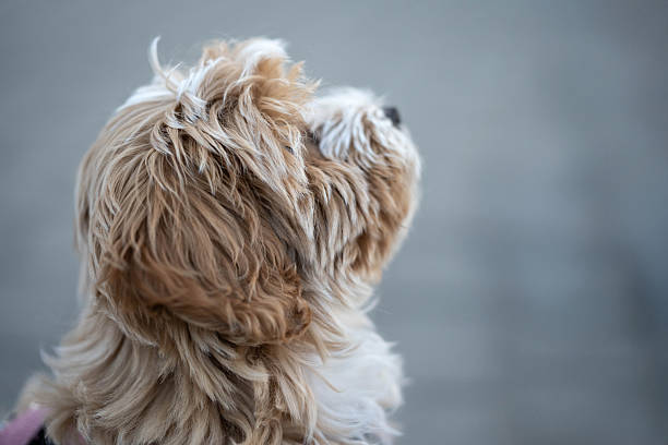 istock Cavalier Poodle puppy looking away 2211164464