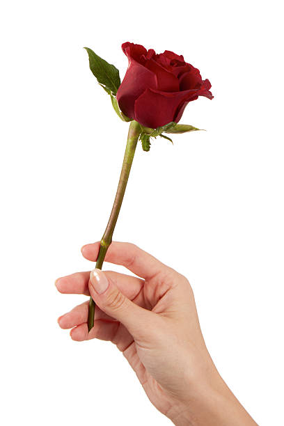 istock Woman Hand Holding Rose 2211164731