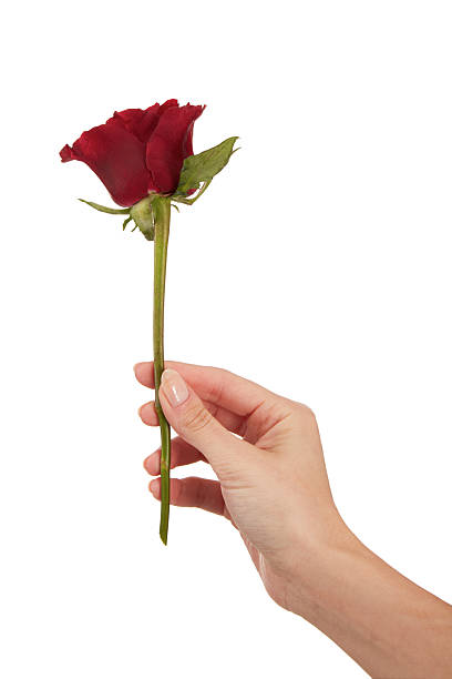 istock Woman Hand Holding Rose 2211164800