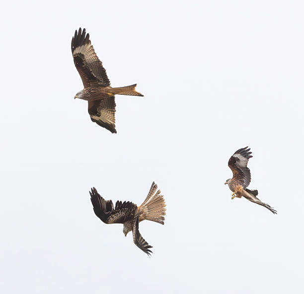 istock A kettle of Red Kites ( Milvus Milvus) soaring on the wing against a white cloudy sky 2211164803