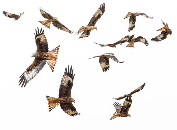 istock A kettle of Red Kites ( Milvus Milvus) soaring on the wing against a white cloudy sky 2211164804