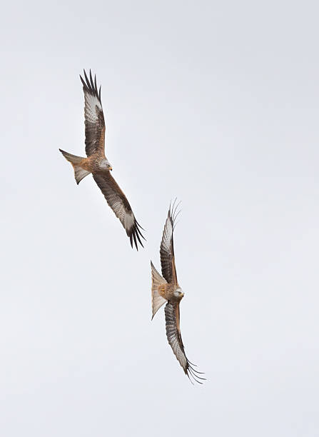 istock Red Kites ( Milvus Milvus) soaring on the wing against a white cloudy sky 2211164805