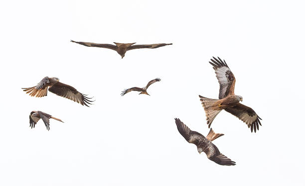 istock A kettle of Red Kites ( Milvus Milvus) soaring on the wing against a white cloudy sky 2211164806