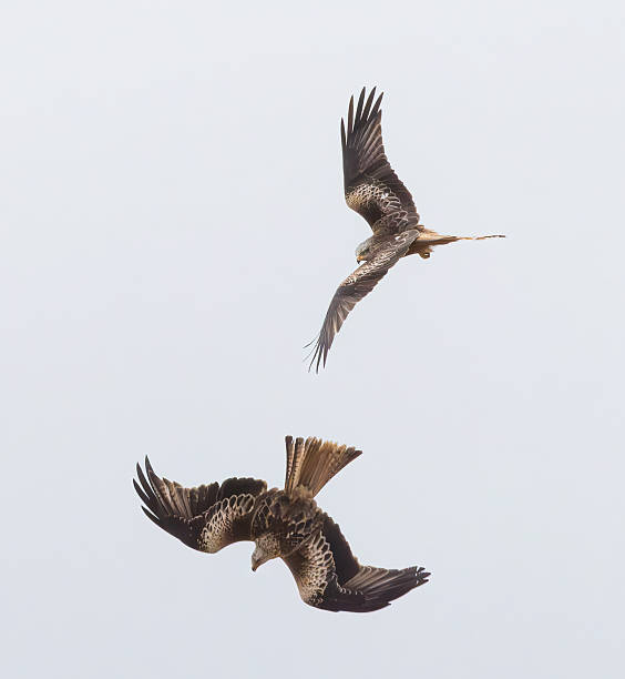 istock Red Kites ( Milvus Milvus) soaring on the wing against a white cloudy sky 2211164814