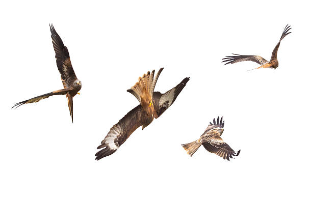 istock A kettle of Red Kites ( Milvus Milvus) soaring on the wing against a white cloudy sky 2211164828