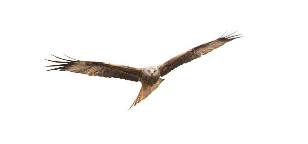 A Red Kite ( Milvus Milvus) soaring on the wing against white clouds, looking at the camera stock photo