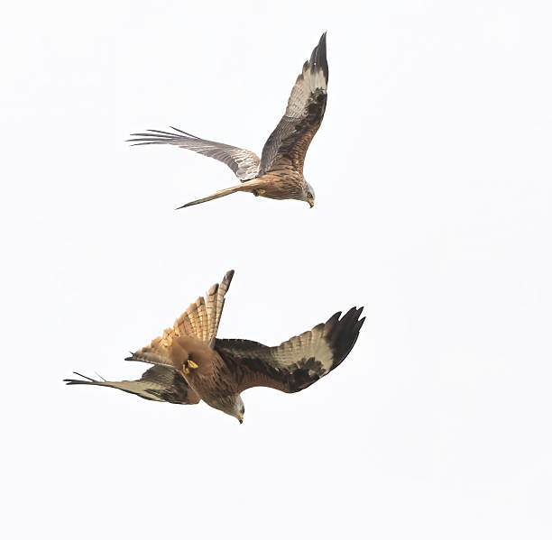 istock Red Kites ( Milvus Milvus) soaring on the wing against a white cloudy sky 2211164846