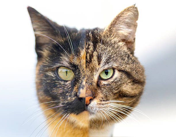 angry cat
