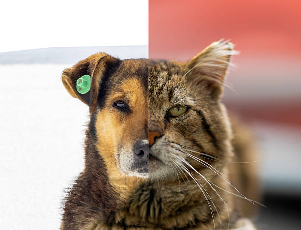 Conceptual image showing a symmetrical split face of two different dogs: a young pedigree dog (likely Rottweiler) and an older stray dog with an ear tag. The photo illustrates contrast, aging, and the difference between pet dogs and stray dogs, suitable for themes of adoption, animal rights, and identity.