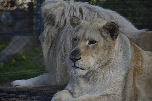A stunning white lioness is captured in a pensive moment, resting on logs, with the impressive mane of a male lion partially visible and blurred behind her, set within their enclosure.