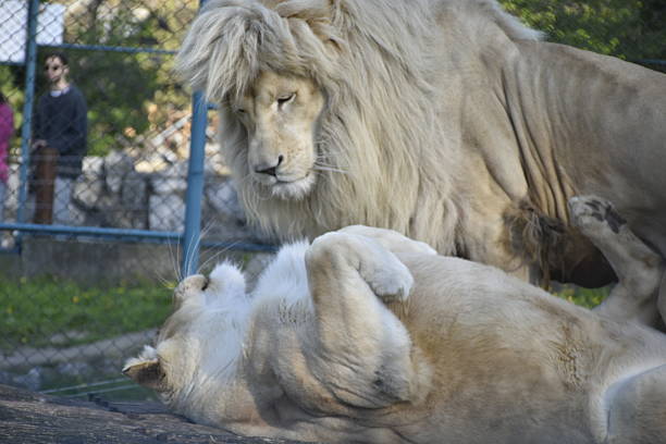 A magnificent white male lion stands protectively over a relaxed white lioness lying on her back, suggesting a tender moment