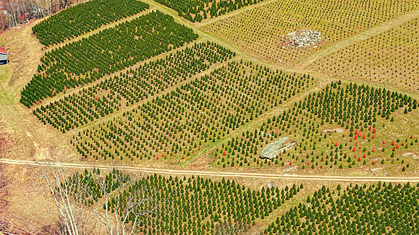 istock Christmas Tree Farm - Blue Ridge Mountains 2211174434