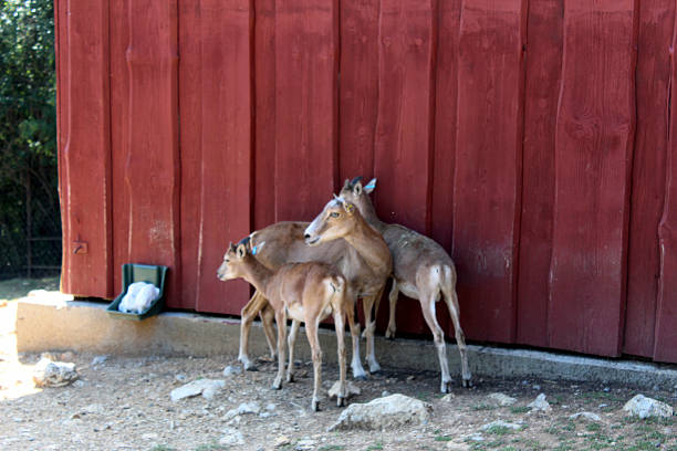 Urial (Ovis aries vignei) in Dry Mountain Habitat