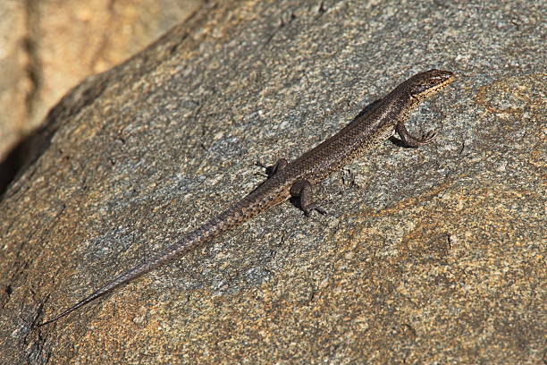 istock Small lizard in Torndirrup National Park in Western Australia, Australia 2211175157