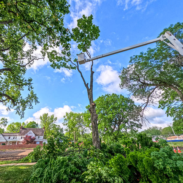 istock Worker in an Elevated Bucket Lift Works to Cut Down a Large Tree 2211176159