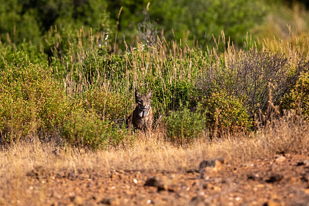 istock the iberian lynx hidden in weeds 2211176199