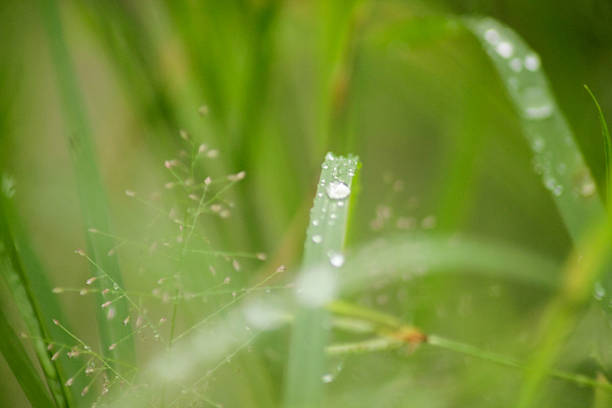 High quality macro stock photos of water droplets on day lily leaves after a rainstorm.