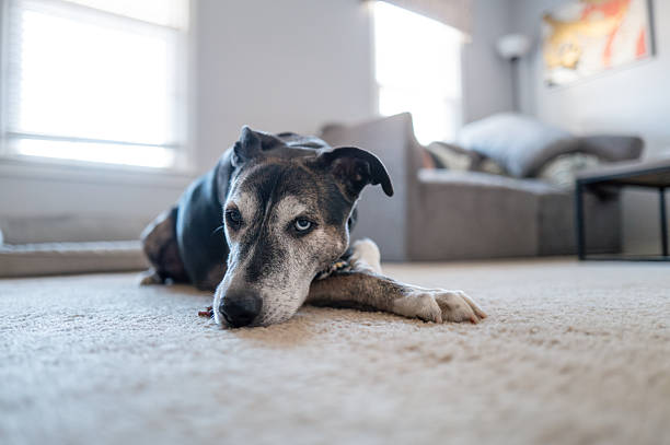 istock Dog Waiting for Owner to Arrive from Work 2211177730