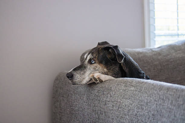 istock Dog Waiting for Owner to Arrive from Work 2211177767